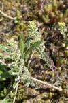 Alyssum alyssoides