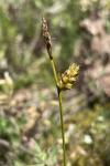 Carex liparocarpos