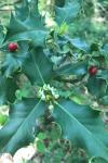 Ilex aquifolium