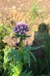 Valeriana officinalis