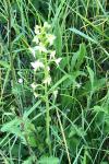 Platanthera
