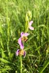 Ophrys apifera