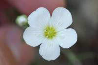 Arenaria montana
