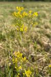 Rorippa pyrenaica