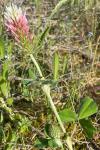 Trifolium incarnatum var. molinerii