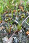 Juncus capitatus