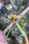 Juncus capitatus