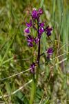 Anacamptis laxiflora