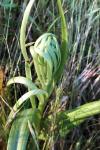 Himantoglossum hircinum