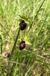 Ophrys aranifera