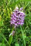 Orchis simia