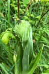Himantoglossum hircinum