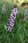 Orchis purpurea