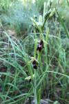 Ophrys insectifera
