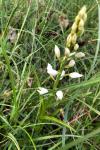 Cephalanthera longifolia