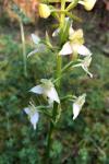 Platanthera chlorantha