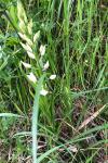 Cephalanthera longifolia