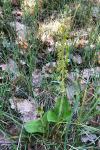 Neottia ovata