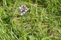 Orchis simia