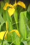 Iris pseudacorus