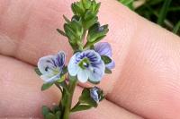 Veronica serpyllifolia