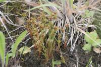 Juncus capitatus