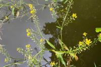 Rorippa amphibia