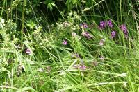 Oxalis articulata