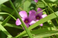 Oxalis articulata
