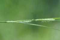 Carex hirta