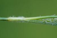 Carex hirta