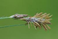 Carex hirta