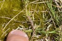 Linum appressum