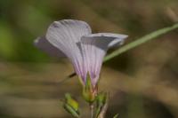 Linum appressum