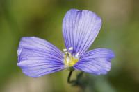 Linum leonii