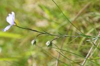 Linum leonii
