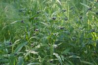 Cynoglossum officinale