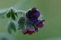 Cynoglossum officinale