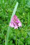 Anacamptis pyramidalis