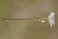 Arenaria controversa