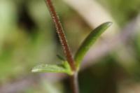 Arenaria controversa