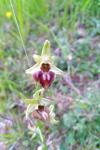 Ophrys aranifera