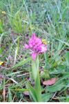 Anacamptis pyramidalis