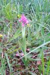 Anacamptis pyramidalis