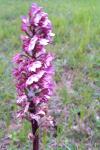 Orchis purpurea