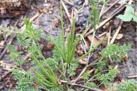 Scandix pecten-veneris