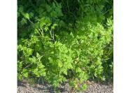 Chaerophyllum temulum