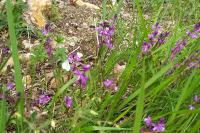 Polygala
