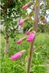 Digitalis purpurea