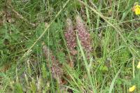 Orobanche rapum-genistae